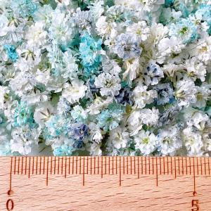 日限定10 ドライ m flowers かすみ...の詳細画像2