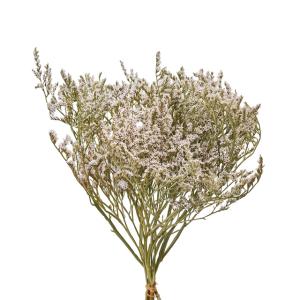 日限定10 フラワーアソートパック littlePetit キュート はなどんや