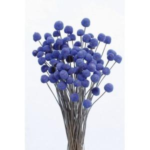 日限定10 ドライ 小分け 大地農園 ボタンフラワー ロイヤルブルー 約1 3束 30160-600 ドライフラワー花材 ボタンフラワー