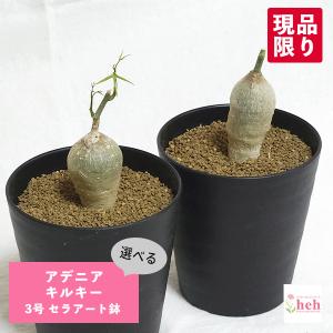 アデニア キルキー 3号 セラアート鉢 塊根植物...の商品画像