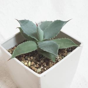 多肉アガベ種類の商品一覧 通販 Yahoo ショッピング