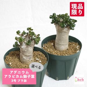 日本花キ流通 多肉植物 caプテロディスクス マカチニエンシス