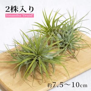 観葉植物：開花済み株 チランジア エアープランツ キセログラフィカ