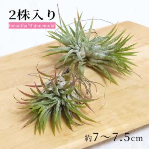 観葉植物）アエオニウム 甜茶錦 2．5号（1ポット） : charm 第2