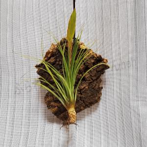 エアプランツ コルク 花 ガーデニング の商品一覧 通販 Yahoo ショッピング