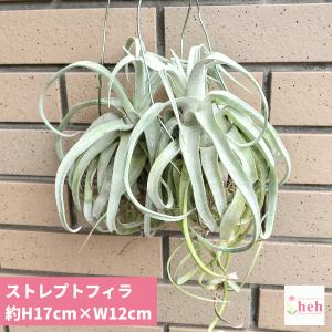 エアープランツ 販売の商品一覧 通販 Yahoo ショッピング