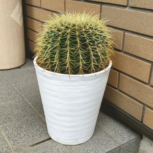 サボテン 金鯱 花 ガーデニング の商品一覧 通販 Yahoo ショッピング