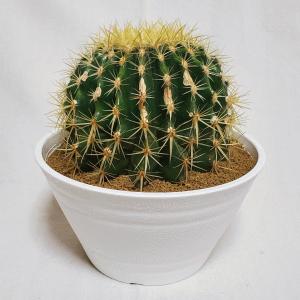 サボテン 種 販売の商品一覧 通販 Yahoo ショッピング