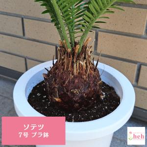 おしゃれ 観葉植物 ソテツ：蘇鉄3頭*8号 プラポット : 遊恵盆栽