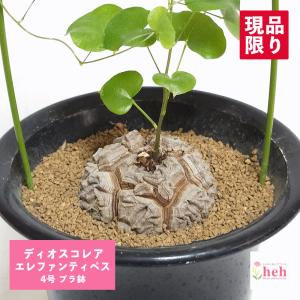 塊根植物 亀甲竜 4号 個体G コーデックス 亀甲竜 カッコイイ 亀 甲羅