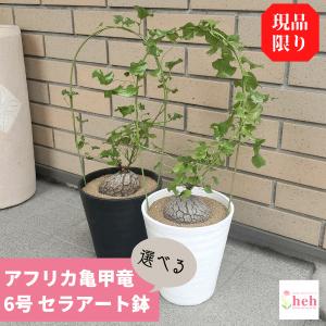 アフリカ亀甲竜 6.0 セラアート鉢 ディオスコレア エレファンティペス