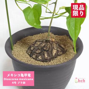 メキシコ亀甲竜 4号 プラ鉢 ディオスコレア メキシカーナ 塊根植物 コーデックス 種類 キッコウリュウ インテリアグリーン 観葉 多肉 植物 オシャレ 現品