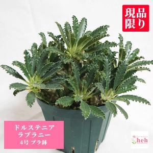 Y*u様 ウェルウィッチア・ミラビリス 変り葉 (多肉植物・サボテン・塊根・奇想 Amazon.co.jp: 1科1属1種残り1株 奇想天外 ウェルウィッチア