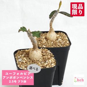 コーデックス：アデニウム ソマレンセ*葉幅43cm 現品！一品限り