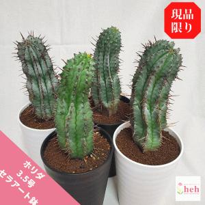 ユーフォルビア 種類の商品一覧 通販 Yahoo ショッピング