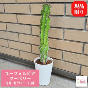 クーペリー 4.0 セラアート鉢 ユーフォルビア 種類 室内 屋外 花 鉢 観葉 多肉 植物 送料無料 インテリア プレゼント 現品｜hanaerikaheh2008y