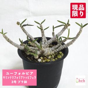 パキポディウム グラキリス 4号 プラ鉢 塊根植物 コーデックス 種類