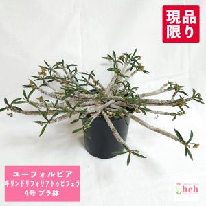 パキポディウム グラキリス 4号 プラ鉢 塊根植物 コーデックス 種類
