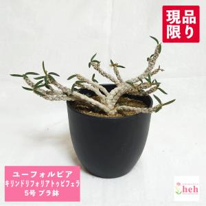 コーデックス：ケラリア ピグマエア 大株*葉幅11cm 現品！一品限り