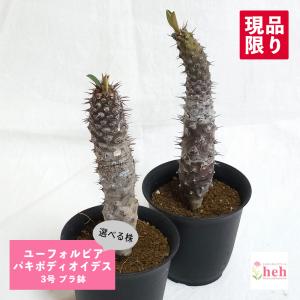 サボテン：マミラリア ルエッティ（ルーシー）カキコ 自根*幅4cm
