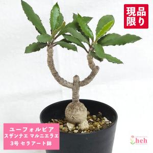 コーデックス：ペラルゴニウム ミラビレ 大株*幅26cm 現品！一品限り