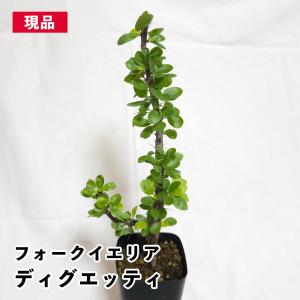 多肉植物：アガベ スカブラ錦 鈍中斑*幅12cm 現品！一品限り : 遊恵