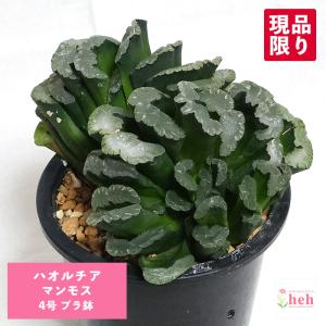 観葉植物 アガベ チタノタ 5号 現品 ティタノタ 黒プラスチック鉢