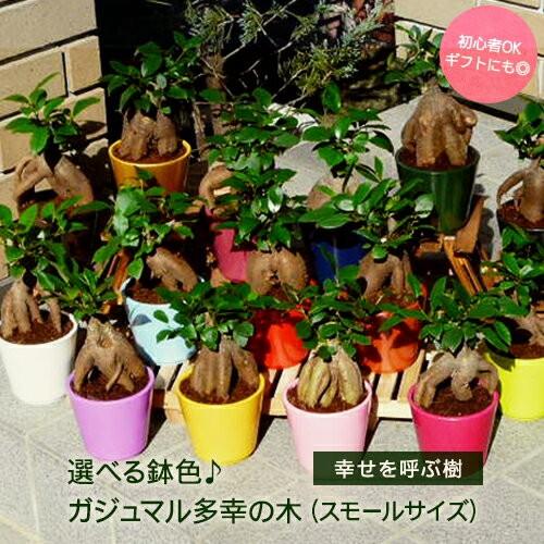 ガジュマル 3.5号 陶器鉢 選べる鉢色 木 種類 室内 屋外 風水 玄関 インテリア プレゼント ...