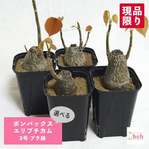 パキポディウム ナマクアナム（光堂） 4号 プラ鉢 塊根植物 種類 一覧