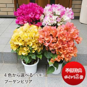 ブーゲンビレア 5.0号 鉢植え 母の日 ギフト 送料無料 ...