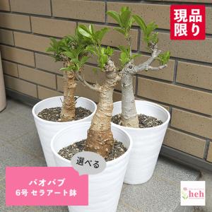 現品】バオバブ・ディギタータ 3.5号 茶鉢（7） : 花のアリマツ