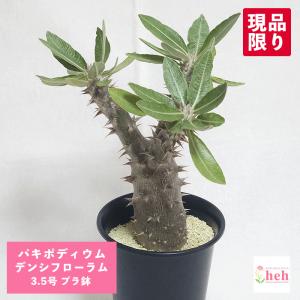 パキポディウム ナマクアナム（光堂） 4号 プラ鉢 塊根植物 種類 一覧