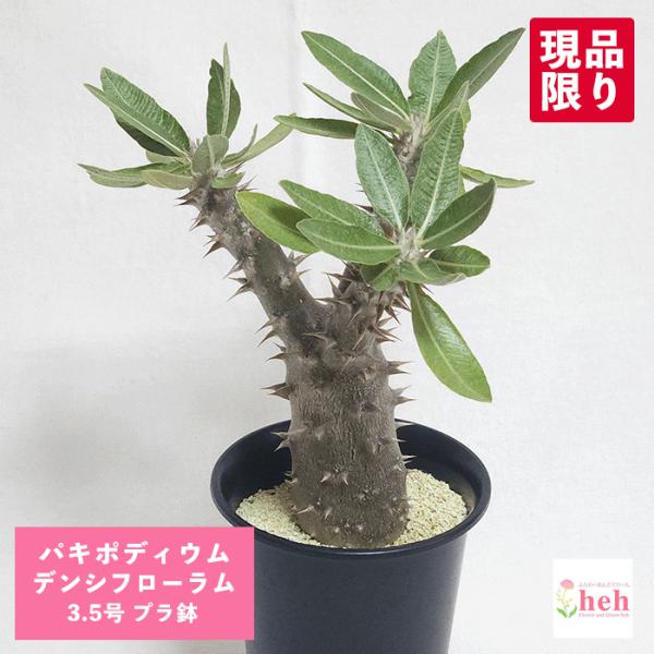 パキポディウム デンシフローラム 3.5号 プラ鉢 塊根植物 種類 鉢 土 種 安い 苗 コーデック...