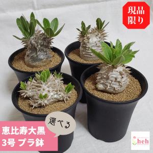 恵比寿大黒 3.0 プラ鉢 パキポディウム コーデックス 観葉 多肉 塊根 植物 送料無料 現品 オシャレ 室内 インテリア 種類 ガーデニング｜hanaerikaheh2008y