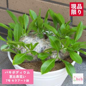 コーデックス：パキポディウム グラキリス 発根済*葉幅15cm 現品！一品