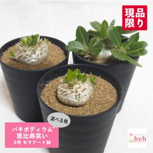 人気種　パキポディウム　グラキリス　未発根  塊根植物　多肉植物　コーデックス パキポディウム グラキリス 塊根植物 コーデックス 現品 発根処理済み