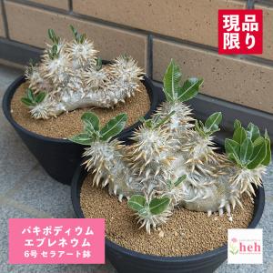 パキポディウム グラキリス 実生15株セット まとめ売り コーデックス：パキポディウム グラキリス 実生*枝幅15cm 現品！一品