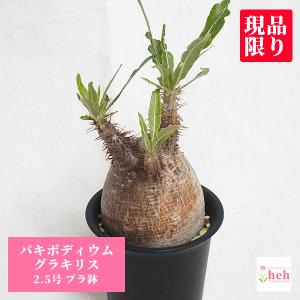 グラキリス 2.5 プラ鉢 パキポディウム 観葉 多肉 塊根 珍奇 植物 送料無料 現品 オシャレ インテリア 種類 コーデックス｜hanaerikaheh2008y