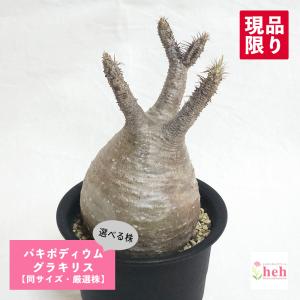 パキポディウム グラキリス 2.5号 3号 コーデックス 塊根植物 グラキリス 現地球 発根済み 鉢付き コレクション 良型 種類 一覧