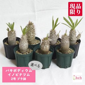 パキポディウム イノピナツム 2号 プラ鉢 塊根植物 種類 鉢 土 種 安い コーデックス 苗 観葉 多肉 塊根 植物 送料無料 屋外 室内