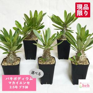 パキポディウム マカイエンセ 2.5号 プラ鉢 塊根植物 種類 一覧 魔界玉 鉢 土 種 安い コーデックス 観葉 多肉 塊根 植物 送料無料 屋外 室内
