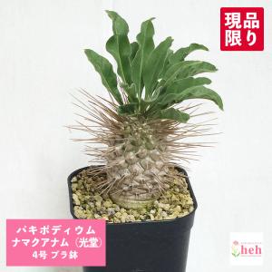パキポディウム ナマクアナム（光堂） 4号 プラ鉢 塊根植物 種類 一覧 コーデックス ビザールプランツ 観葉 多肉 塊根 植物 送料無料 室内