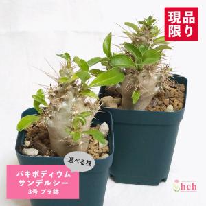 コーデックス：パキポディウム グラキリス 発根済*葉幅15cm 現品！一品
