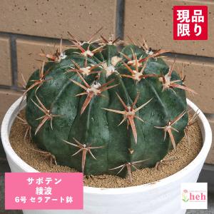 サボテン：亀甲碧瑠璃鸞鳳玉（キッコウヘキラン）竜神ツギ*幅13cm