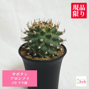 7*i様 23 激レア 超大株 アデニア ペチュエリー 現地球 鮮度抜群 7*i様 23 激レア 超大株 アデニア ペチュエリー 現地球 鮮度抜群
