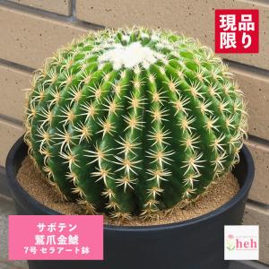 サボテン 希少の商品一覧 通販 Yahoo ショッピング