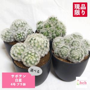 サボテン：フェロカクタス 文鳥丸*幅13cm 現品！一品限り : 遊恵盆栽