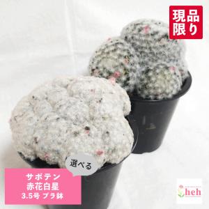 現品限り】サルコカウロン・ペニクリナム u30 202109 モンソニア