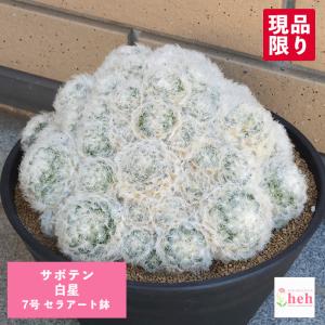 サボテン：アストロフィツム 白鸞鳳玉モンスト ツギ*幅7cm 現品