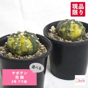 球根植物：ハエマンサス ネルソニー*葉幅16cm 現品！一品限り : 遊恵